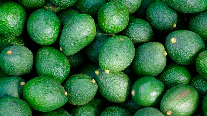 EEUU comenzará a importar aguacate Hass desde Guatemala 