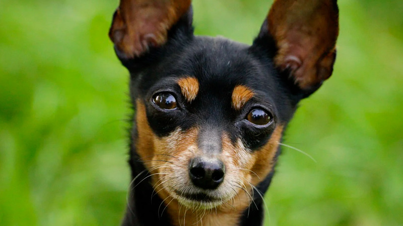 Aprueban en Cámara de Diputados reforma para prohibir el maltrato animal 