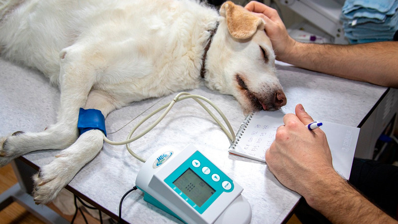 Alertan por presencia de falsos veterinarios en Hidalgo 