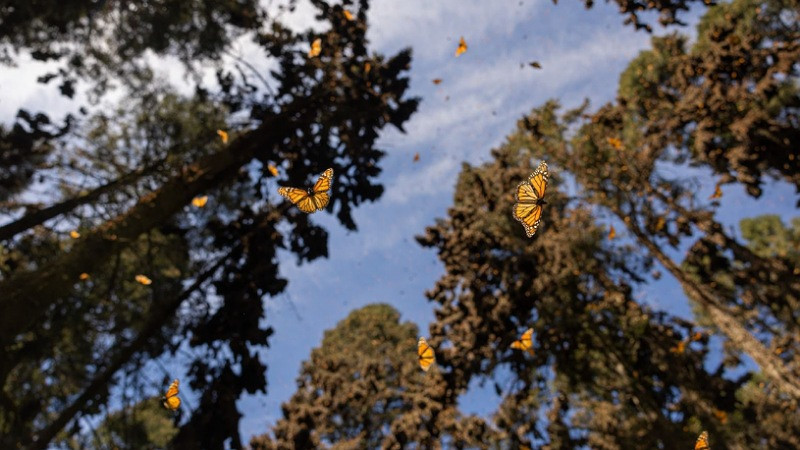 Conoce las rutas para llegar a los Santuarios de la Mariposa Monarca en Michoacán