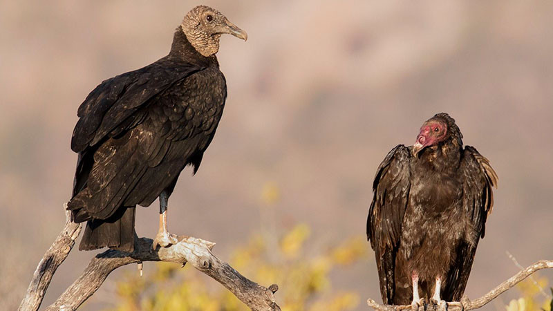 Zopilotes, sin riesgo por teleférico: Zoológico de Morelia 