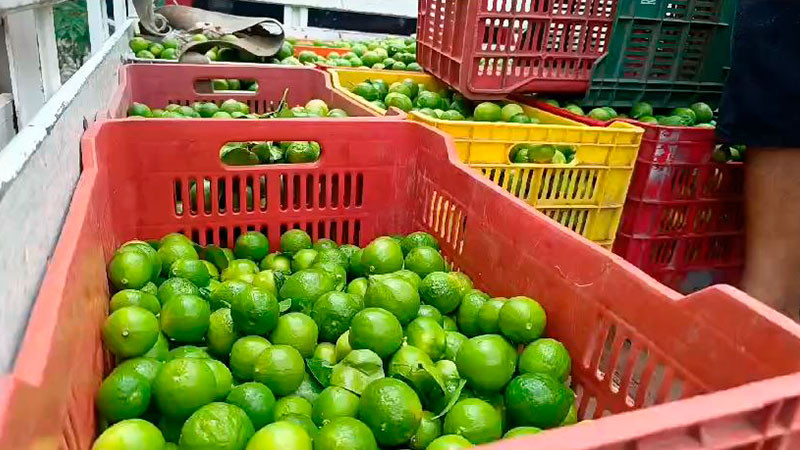 Se desploma precio de limón, productores buscarán solución   