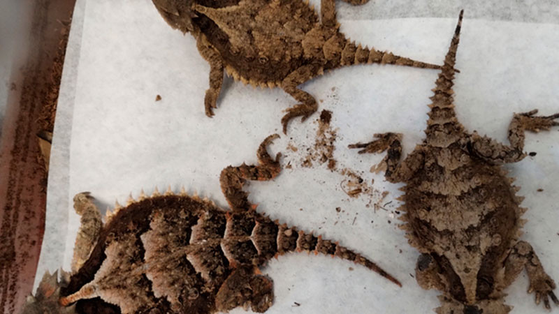 Profepa asegura 76 reptiles y anfibios en empresa de mensajería, en SLP