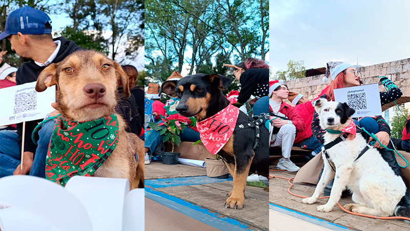 Lomitos y michis rescatados, participarán en caravana de adopción  