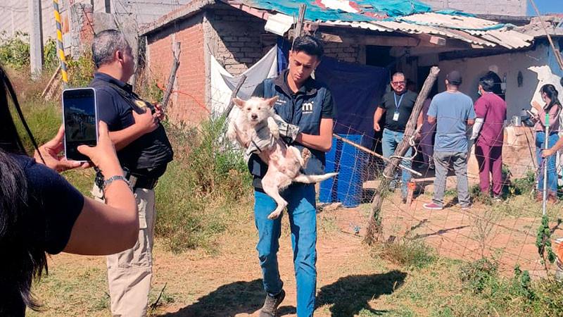 Rescatan a 15 perros que estaban en condiciones de maltrato animal, en Morelia, Michoacán 