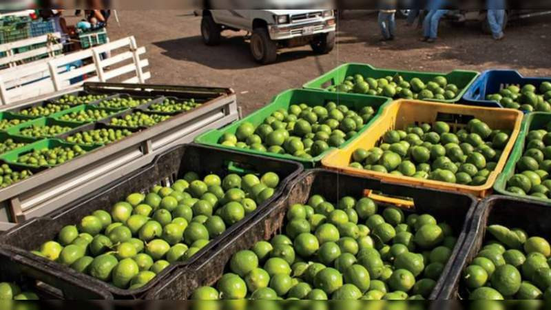 Productores de limón en Michoacán endeudados por el bajo precio de la fruta: Memo Valencia 