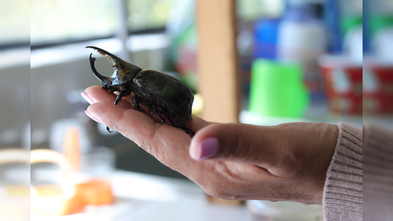 UMSNH acerca a las infancias con la naturaleza a través del proyecto “Bichos en todas partes”