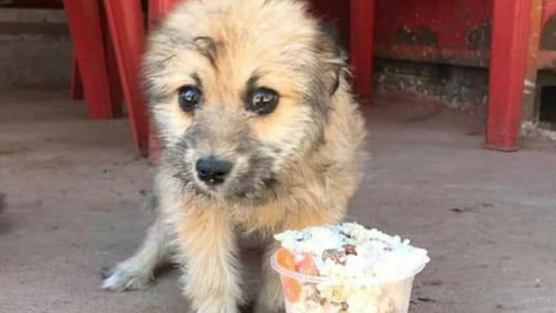 Un milagro para los olvidados: GHAPAD lanza su convocatoria 'Pancitas Llenas" para alimentar a más de 2 mil lomitos 