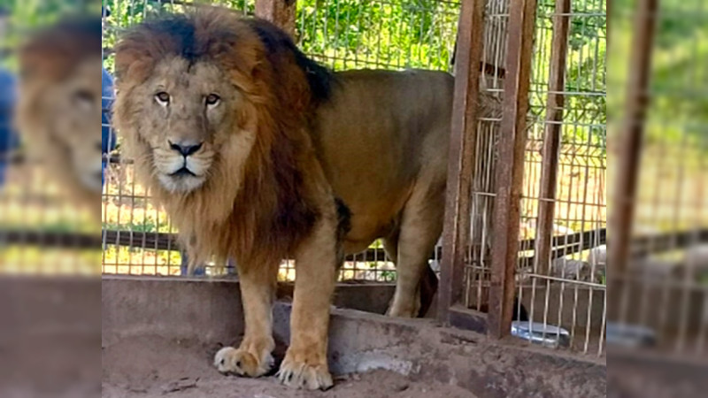 Aseguran dos leones africanos y 11 venados en cateo a rancho en Jalisco 