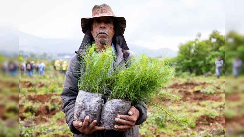 Más de 16 millones de árboles plantados en 2024 