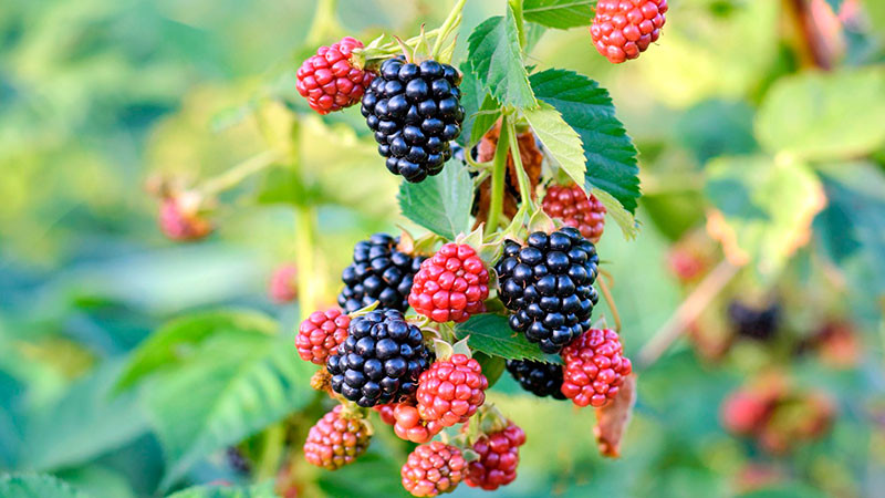 Hongo fusarium afecta cosecha de berries en Los Reyes, Michoacán  