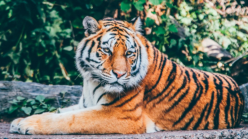 Mueren 20 ejemplares de grandes felinos por gripe aviar en santuario animal en Washington 