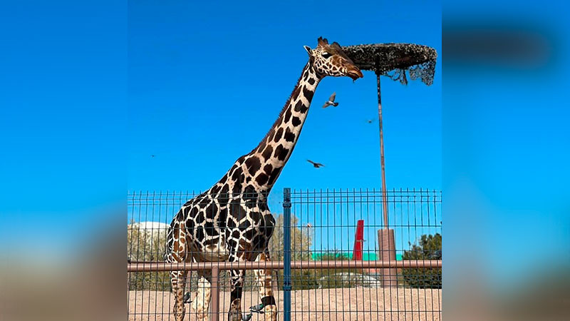 Se extravía jirafa del Zoológico de Culiacán, Sinaloa; aclaran que falleció en septiembre   