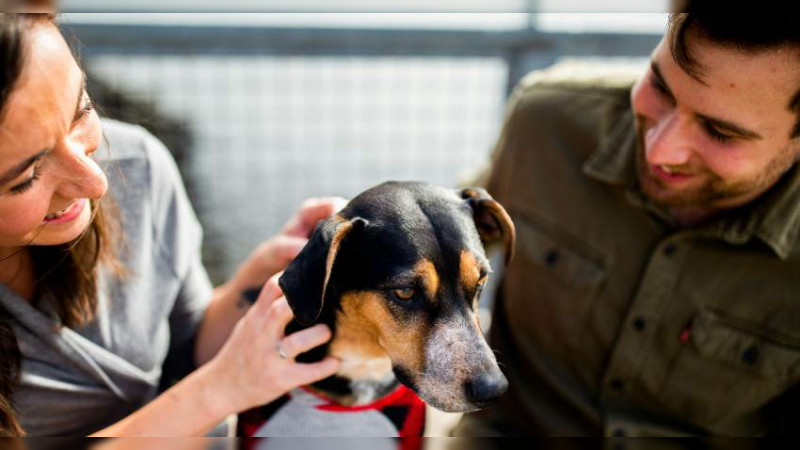 Multarán a quienes vendan perros en calles de Morelia, Michoacán 