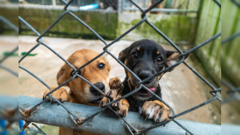 Roban croquetas en refugio de mascotas en Tlaxcoapan, Hidalgo; piden ayuda 