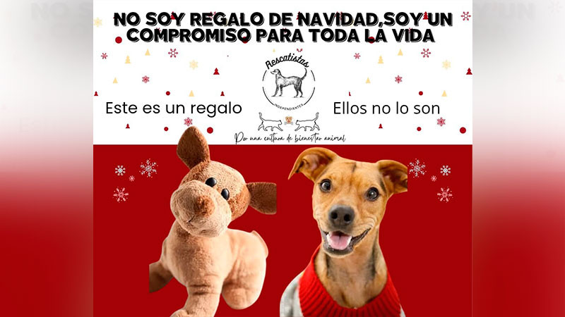 Aumenta 50% reportes de abandono de perros y gatos tras las fiestas: un regalo que termina en la calle: Rescatistas Independientes  