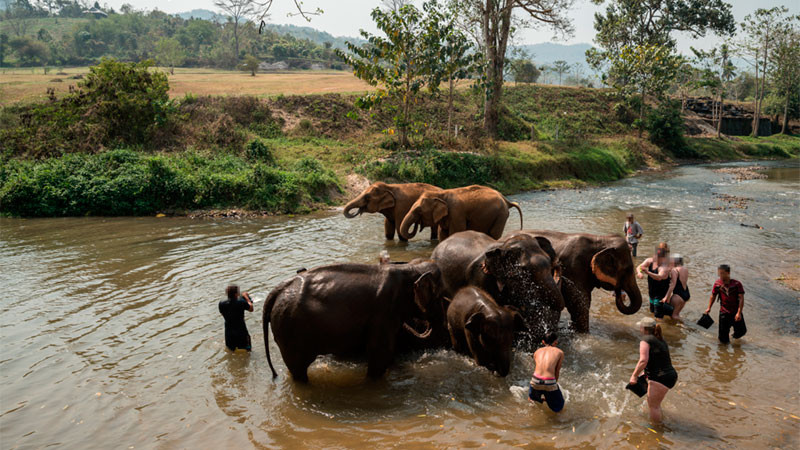 En Tailandia, turista española fallece por ataque de elefante  