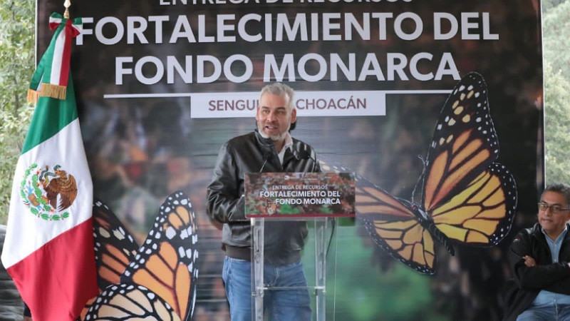 Con Fondo Monarca aumentó pago de servicios ambientales para cuidar la mariposa: Bedolla 