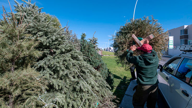 Implementará El Marqués campaña de recolección de árboles de Navidad  