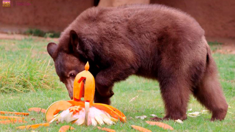 Osito negro del Zoológico de Morelia cumple un año y festeja a lo grande 