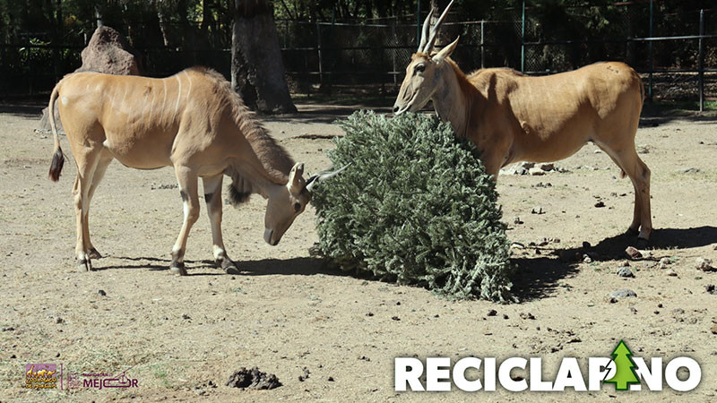 Recicla tu árbol de Navidad en el Zoológico de Morelia y recibe una entrada gratis 