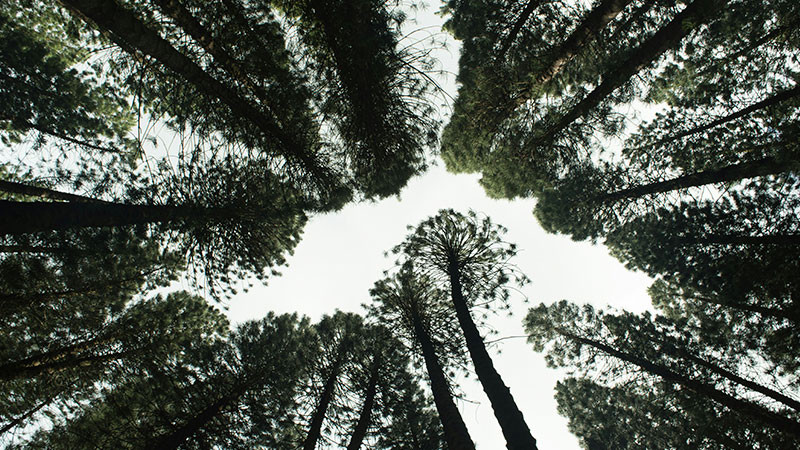 Arrestan a tres sujetos en Morelia, Michoacán: usaban documentación forestal apócrifa 