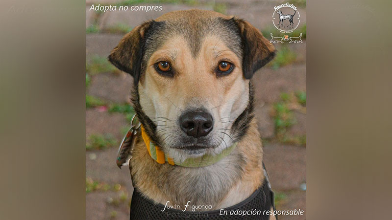  Adopta, salva y transforma una vida en la Primera Feria de adopción en Morelia 2025 