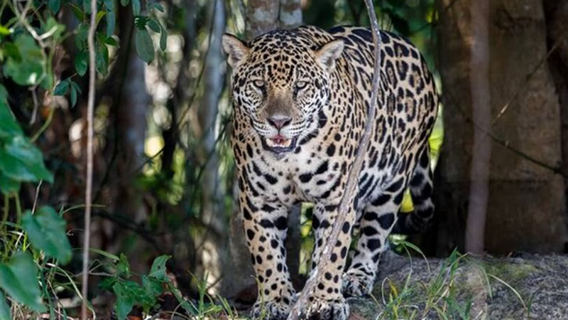 Hombre quita la vida a jaguar en San Luis Potosí y lo presume en sus redes sociales 