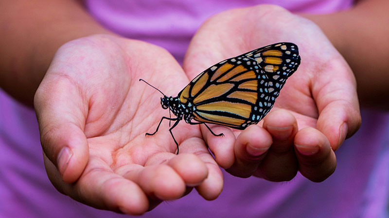 Michoacán promociona Mariposa Monarca y K’uínchekua en Feria de León: Bedolla 