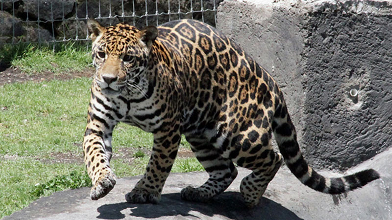 Profepa presentará denuncia penal contra hombre que mató a jaguar en SLP 