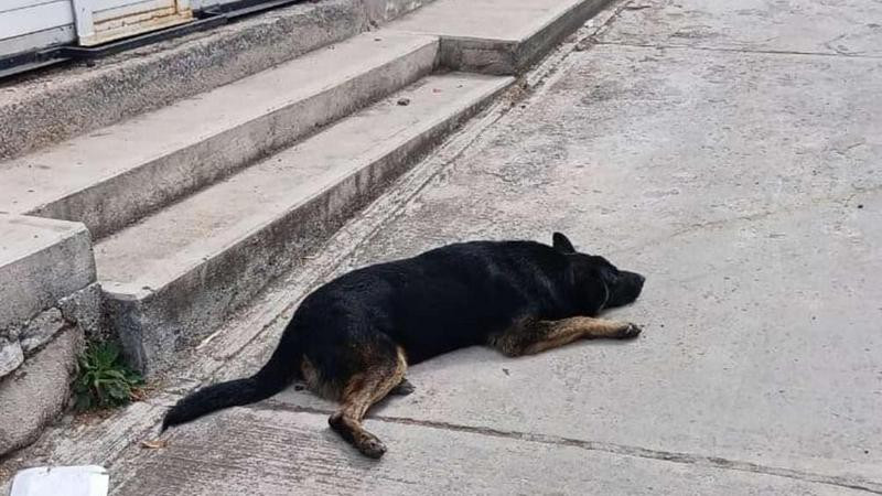 En Paníndicuaro se reporta otro caso de envenamiento masivo de perros; animalistas exigen investigación