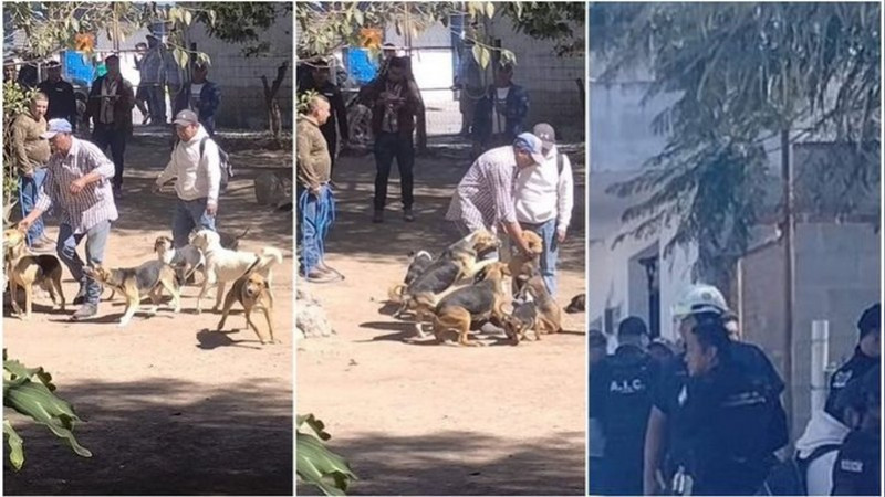 Rescatan a más de 20 perritos maltratados y desnutridos en Hidalgo 