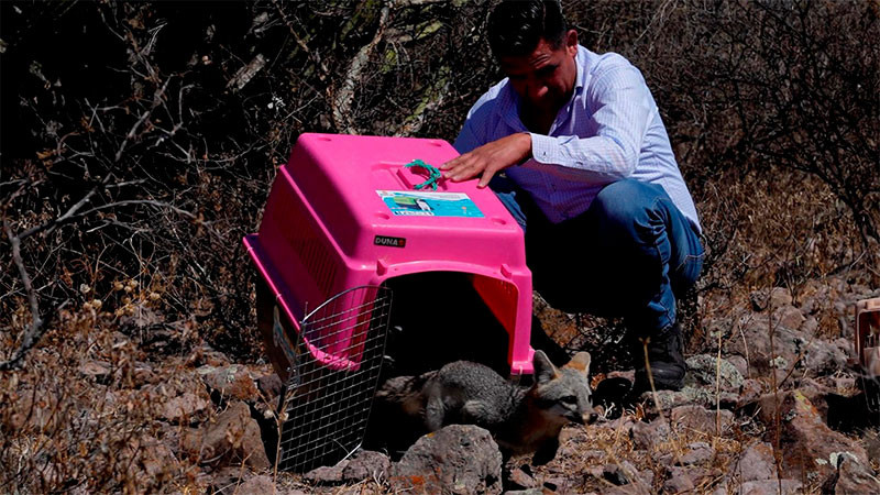 Liberan fauna silvestre en reserva natural protegida en Querétaro  