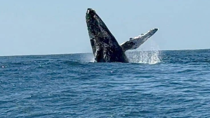 Ballenas cautivan durante su paso por las playas michoacanas 