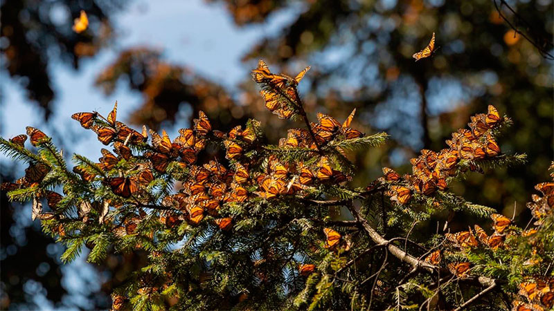 Vive la magia de la Mariposa Monarca en Michoacán 