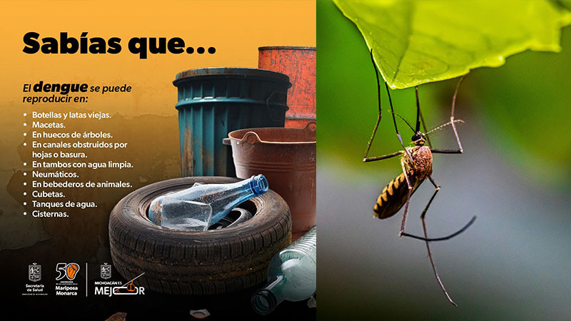 Mantén tu casa libre de dengue con estas recomendaciones del sector salud  