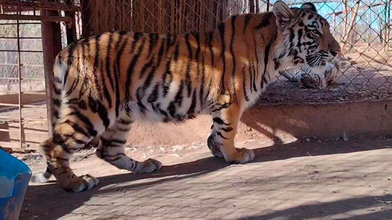 Felinos rescatados, víctimas silenciosas de la violencia en Sinaloa: AZCARM 