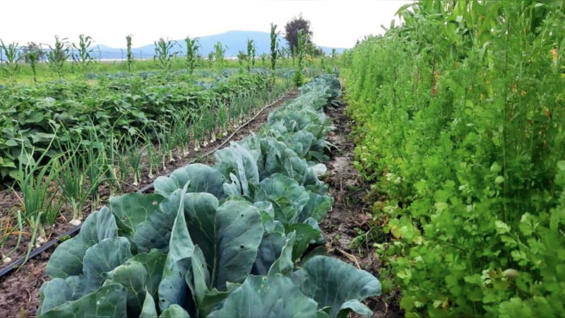 Investigadores universitarios impulsan cultivo de hortalizas libres de agroquímicos en Michoacán 