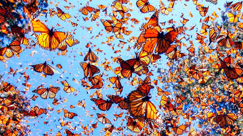 Disfruta del amor y la naturaleza en los Santuarios de la Mariposa Monarca 