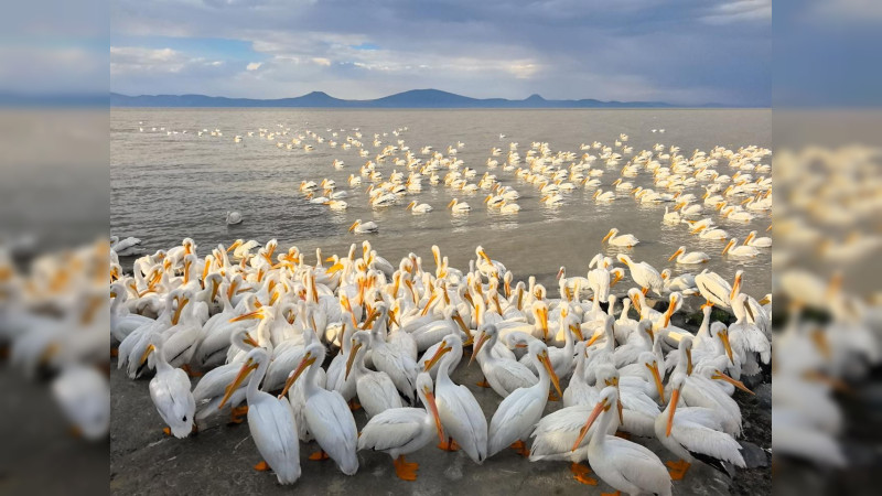 ¡Sorpréndete! Petatán se pinta de blanco con la llegada de 23 mil pelícanos