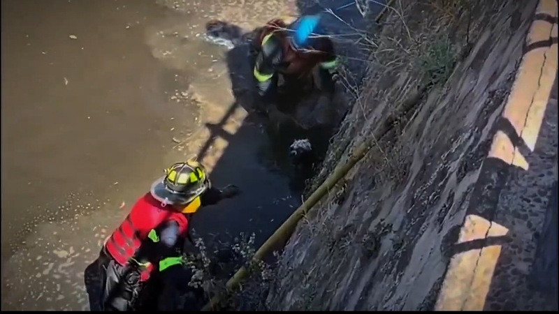 Rescatan a perrito que cayó en un río de Querétaro 