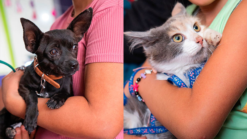 Huandacareo refuerza el bienestar animal con jornada de esterilización gratuita