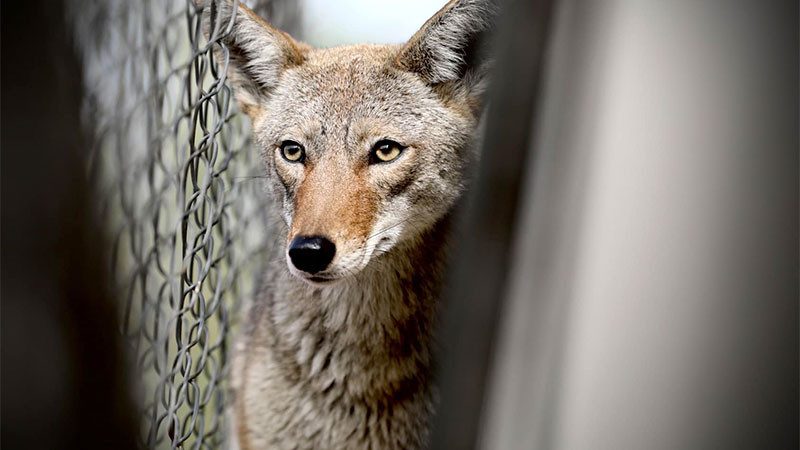 Aparece coyote en escuela de Nuevo León 