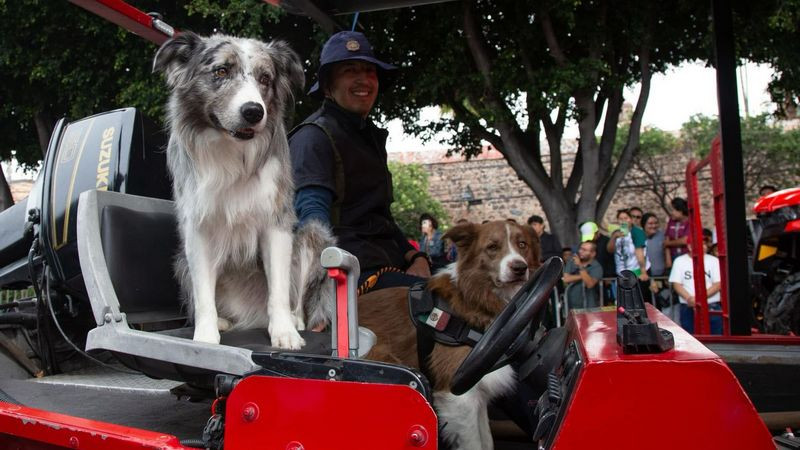 Milo, el perro rescatista de Bomberos Querétaro  