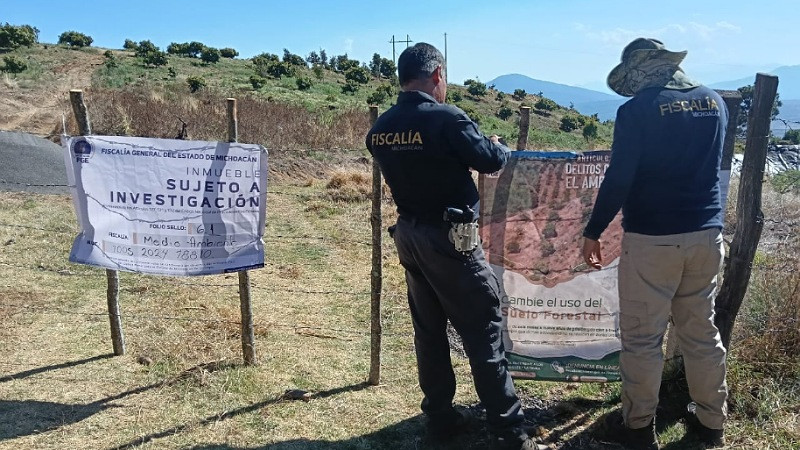 En Zacapu, Michoacán, aseguran predio talado clandestinamente para cultivo ilegal de aguacate 