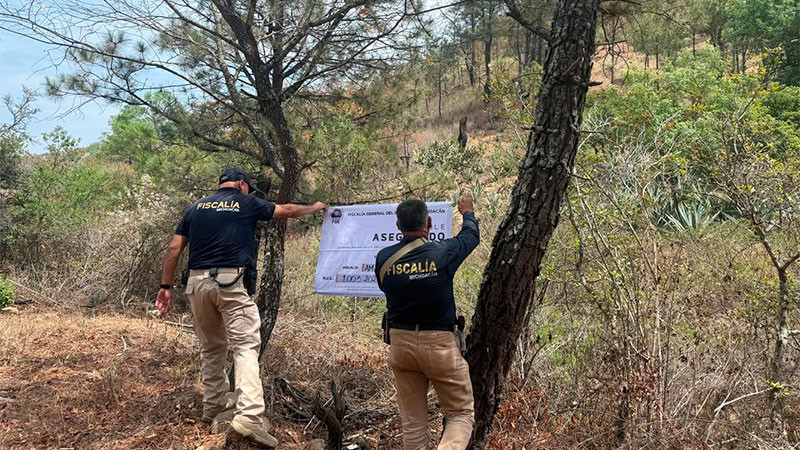 En Morelia, Michoacán aseguran un predio talado clandestinamente para siembra de Maguey  