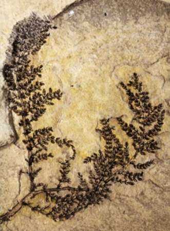 La primera planta con flor pudo aparecer hace 130 millones de años en España - Foto 0 