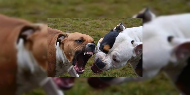 Jauría de perros se come a un hombre en Jalisco 