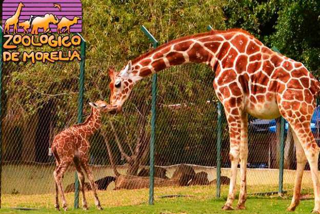 Zoológico de Morelia celebra este sábado su 45 Aniversario 