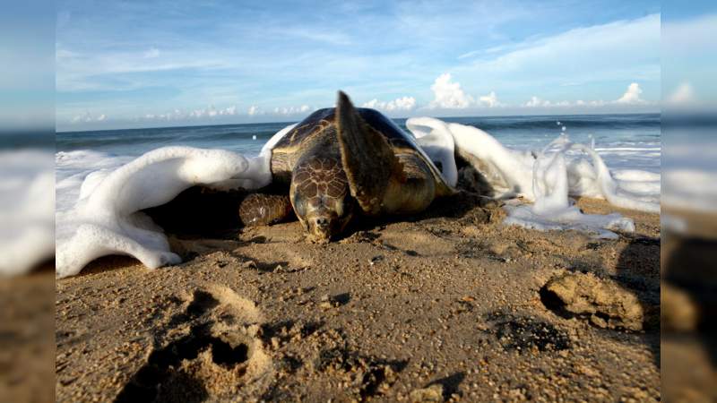 Inicia el arribo de tortugas a la Costa Michoacana: Sectur 